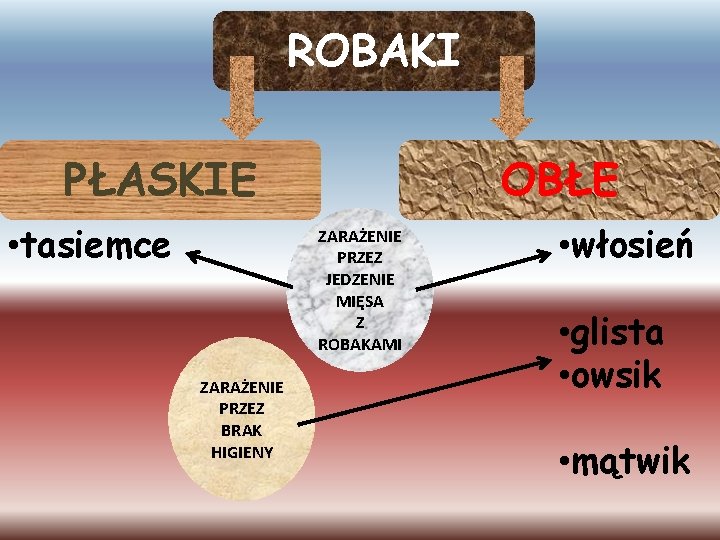 ROBAKI PŁASKIE • tasiemce OBŁE ZARAŻENIE PRZEZ JEDZENIE MIĘSA Z ROBAKAMI ZARAŻENIE PRZEZ BRAK