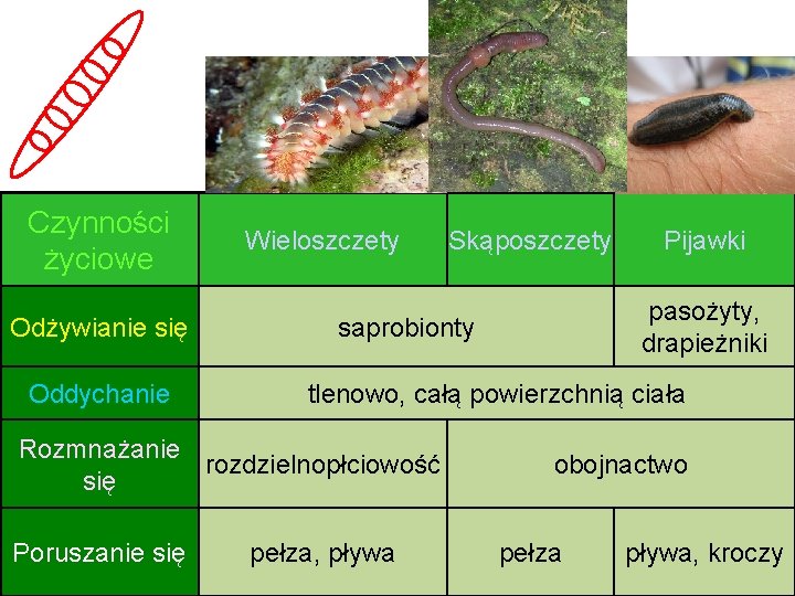 Czynności życiowe Odżywianie się Oddychanie Wieloszczety Pijawki pasożyty, drapieżniki saprobionty tlenowo, całą powierzchnią ciała