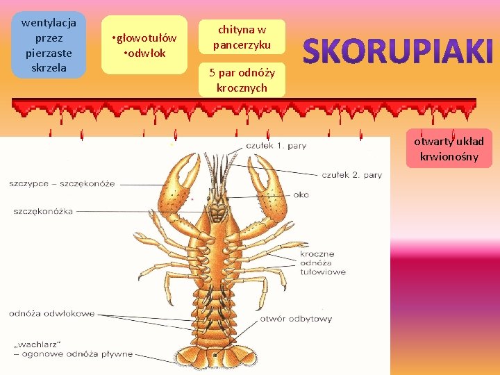wentylacja przez pierzaste skrzela • głowotułów • odwłok chityna w pancerzyku 5 par odnóży
