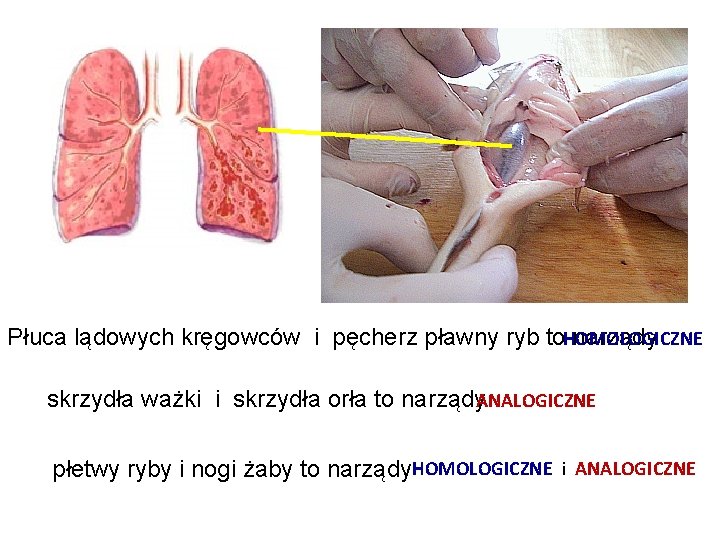 Płuca lądowych kręgowców i pęcherz pławny ryb to narządy HOMOLOGICZNE skrzydła ważki i skrzydła