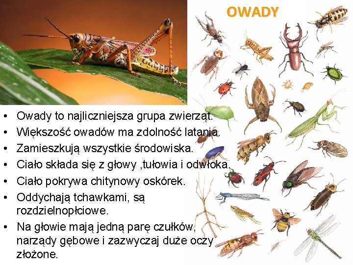 OWADY • • • Owady to najliczniejsza grupa zwierząt. Większość owadów ma zdolność latania.
