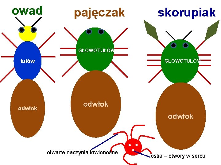 owad pajęczak skorupiak GŁOWOTUŁÓW tułów odwłok GŁOWOTUŁÓW odwłok otwarte naczynia krwionośne ostia – otwory