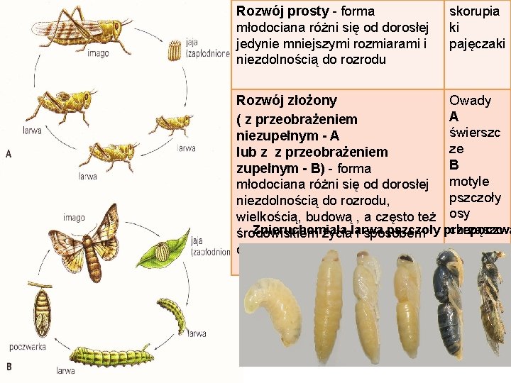 Rozwój prosty - forma młodociana różni się od dorosłej jedynie mniejszymi rozmiarami i niezdolnością