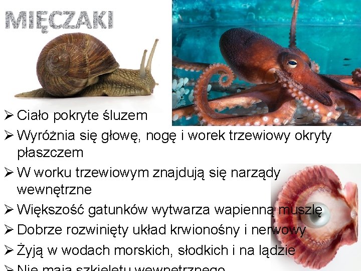 MIĘCZAKI Ø Ciało pokryte śluzem Ø Wyróżnia się głowę, nogę i worek trzewiowy okryty