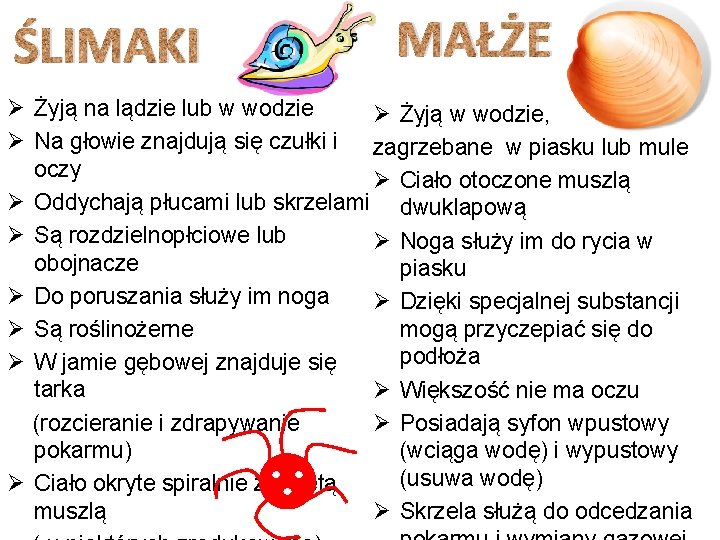 ŚLIMAKI MAŁŻE Ø Żyją na lądzie lub w wodzie Ø Żyją w wodzie, Ø