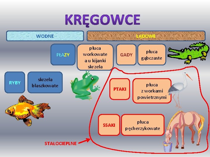 WODNE LĄDOWE PŁAZY RYBY skrzela blaszkowate płuca workowate a u kijanki skrzela GADY PTAKI