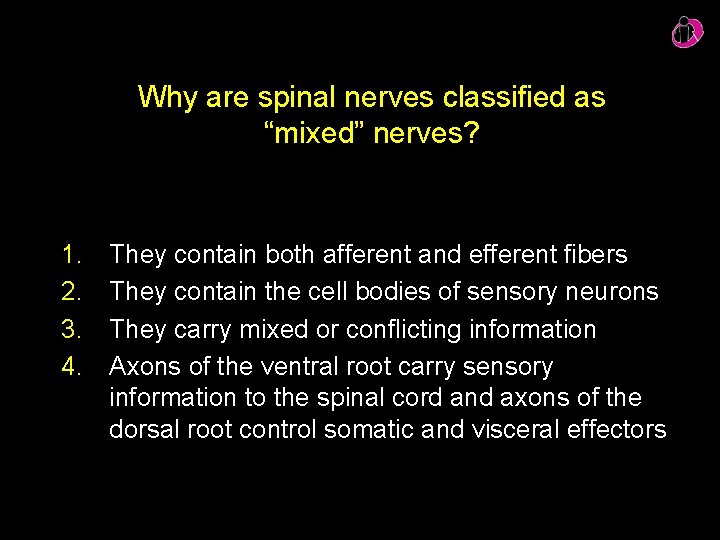 Why are spinal nerves classified as “mixed” nerves? 1. 2. 3. 4. They contain