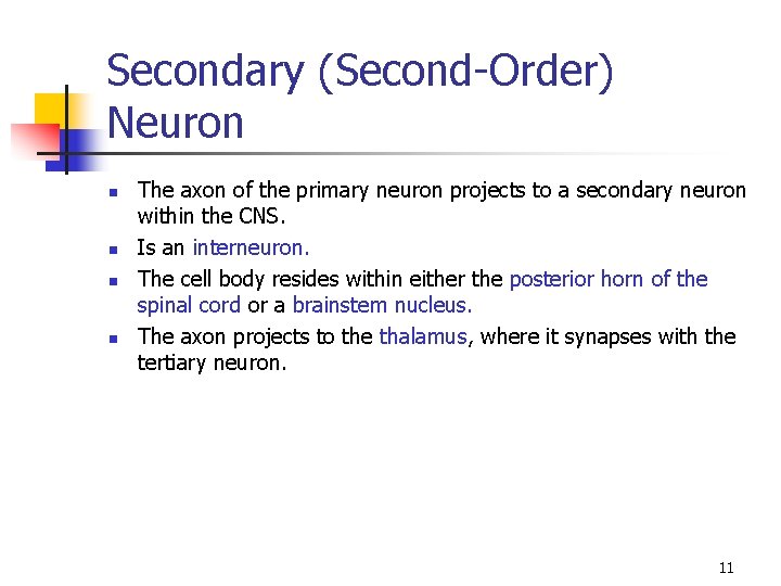 Secondary (Second-Order) Neuron n n The axon of the primary neuron projects to a