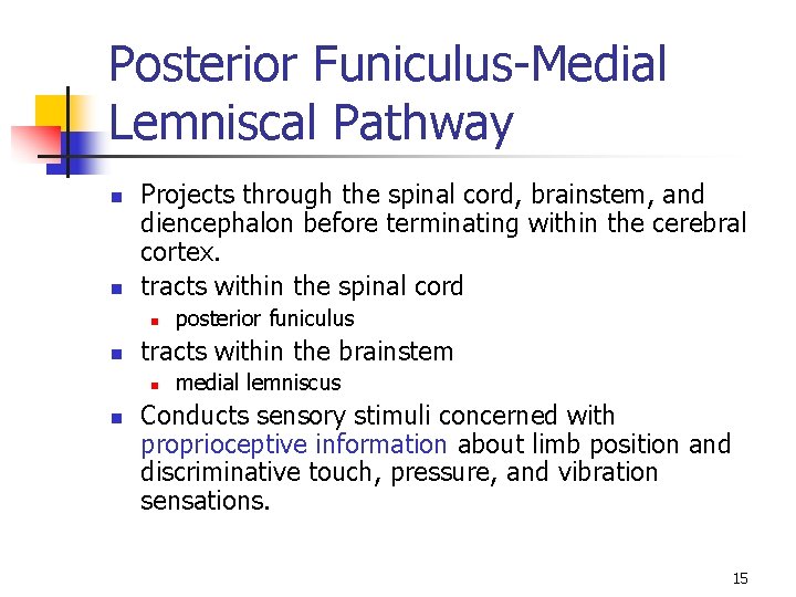 Posterior Funiculus-Medial Lemniscal Pathway n n Projects through the spinal cord, brainstem, and diencephalon