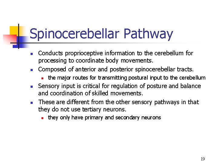 Spinocerebellar Pathway n n Conducts proprioceptive information to the cerebellum for processing to coordinate