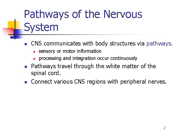 Pathways of the Nervous System n CNS communicates with body structures via pathways. n