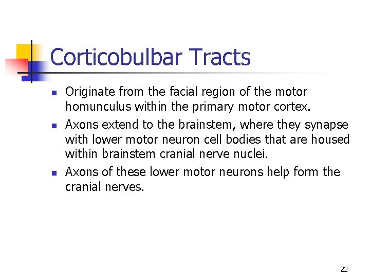 Corticobulbar Tracts n n n Originate from the facial region of the motor homunculus