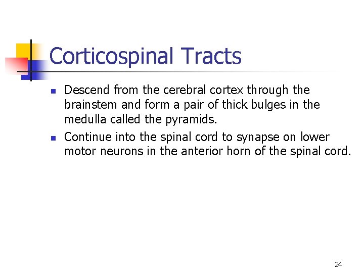 Corticospinal Tracts n n Descend from the cerebral cortex through the brainstem and form