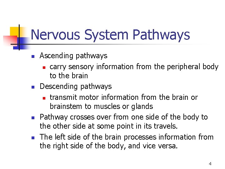 Nervous System Pathways n n Ascending pathways n carry sensory information from the peripheral