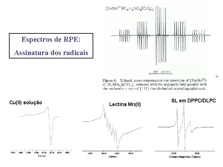 Espectros de RPE: Assinatura dos radicais Cu(II) solução Lectina Mn(II) SL em DPPC/DLPC 