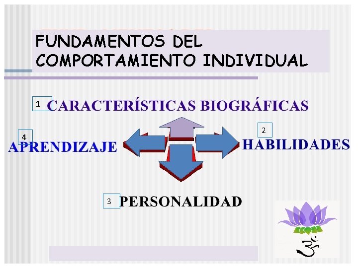 FUNDAMENTOS DEL COMPORTAMIENTO INDIVIDUAL 1 2 4 3 