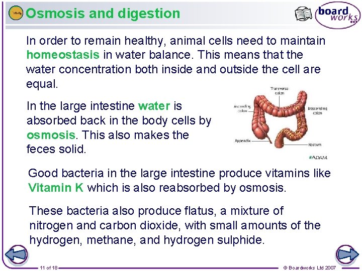 Osmosis and digestion In order to remain healthy, animal cells need to maintain homeostasis