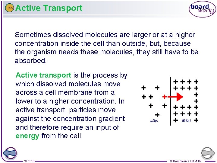 Active Transport Sometimes dissolved molecules are larger or at a higher concentration inside the