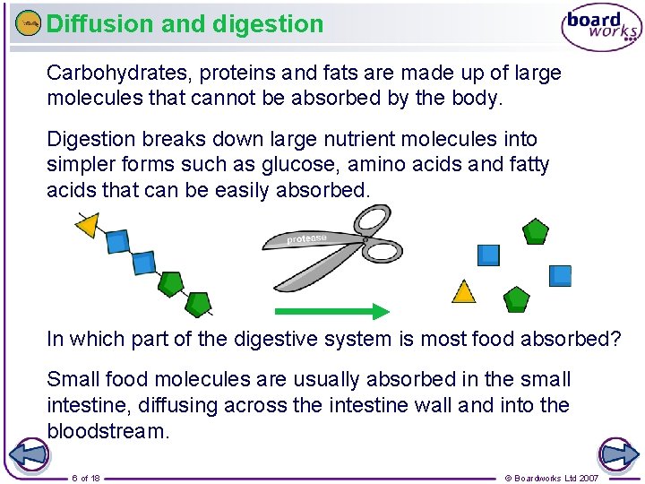 Diffusion and digestion Carbohydrates, proteins and fats are made up of large molecules that