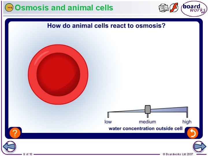 Osmosis and animal cells 9 of 18 © Boardworks Ltd 2007 