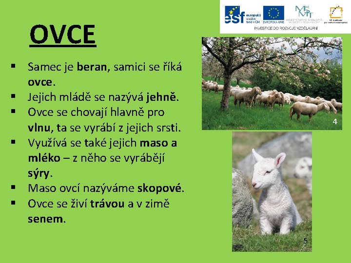 OVCE § Samec je beran, samici se říká ovce. § Jejich mládě se nazývá