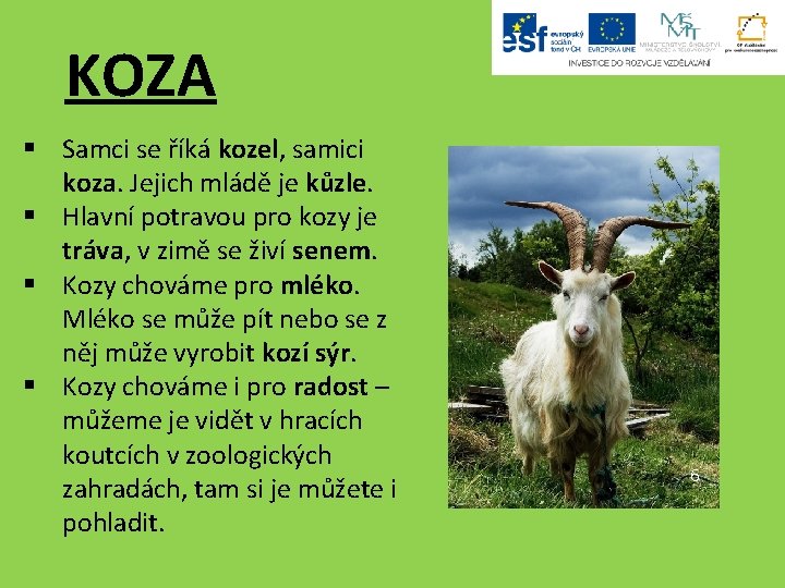 KOZA § Samci se říká kozel, samici koza. Jejich mládě je kůzle. § Hlavní