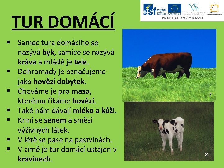 TUR DOMÁCÍ § Samec tura domácího se nazývá býk, samice se nazývá kráva a