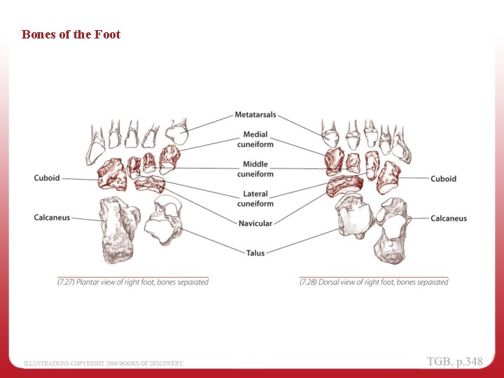 Bones of the Foot 