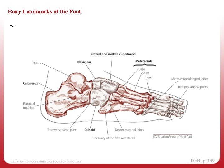 Bony Landmarks of the Foot Text 