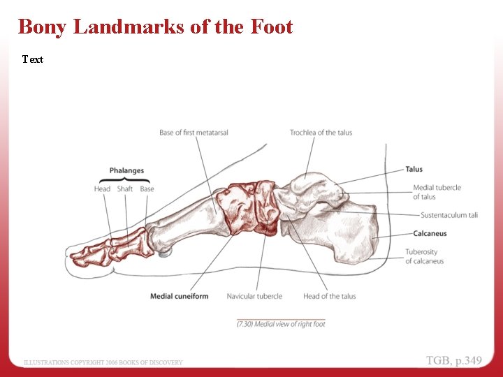 Bony Landmarks of the Foot Text 