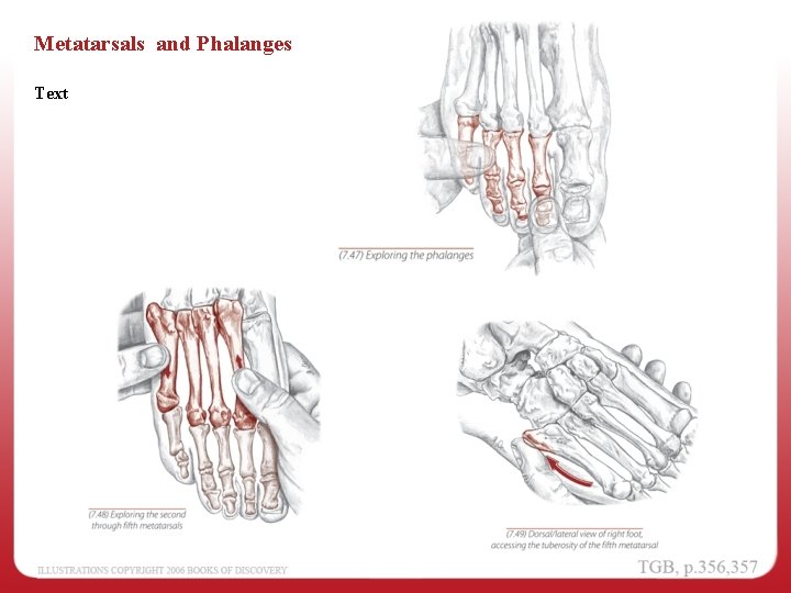 Metatarsals and Phalanges Text 