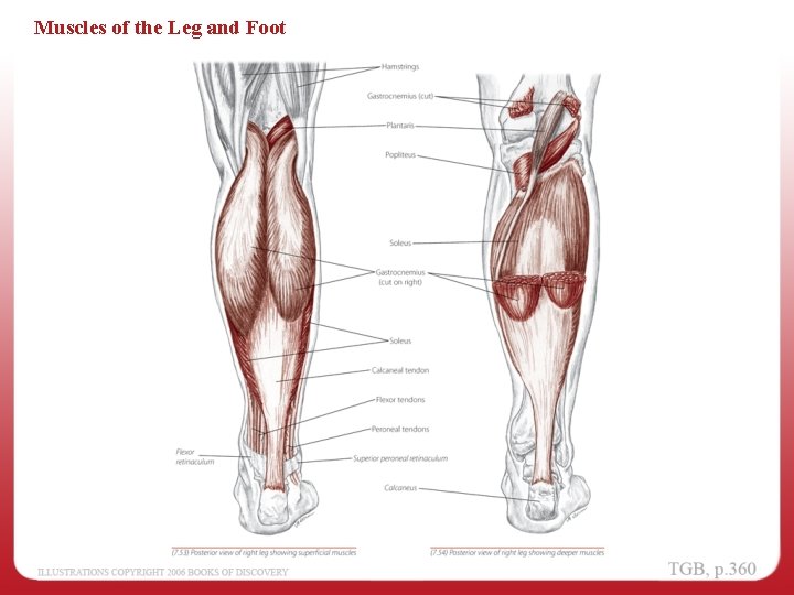 Muscles of the Leg and Foot 