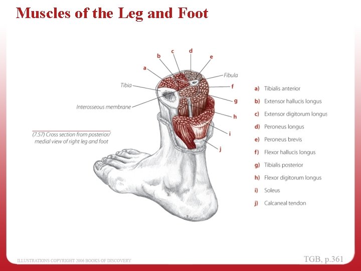 Muscles of the Leg and Foot 