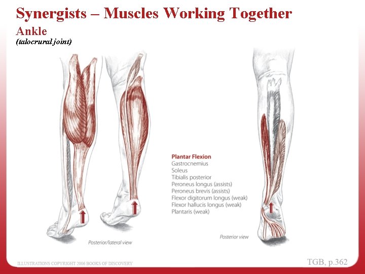 Synergists – Muscles Working Together Ankle (talocrural joint) 