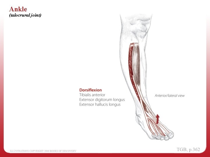 Ankle (talocrural joint) 