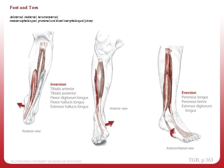 Foot and Toes (talotarsal, midtarsal, tarsometatarsal, metatarsophalangeal, proximal and distal interphalangeal joints) 