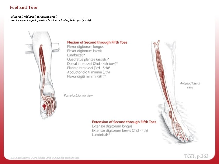 Foot and Toes (talotarsal, midtarsal, tarsometatarsal, metatarsophalangeal, proximal and distal interphalangeal joints) 