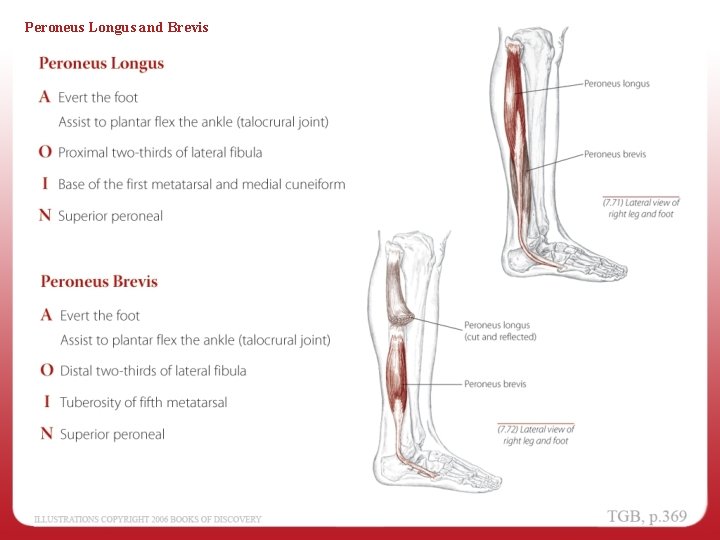 Peroneus Longus and Brevis 