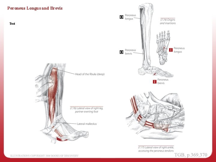 Peroneus Longus and Brevis Text 