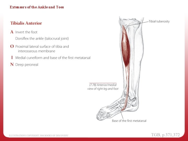 Extensors of the Ankle and Toes 