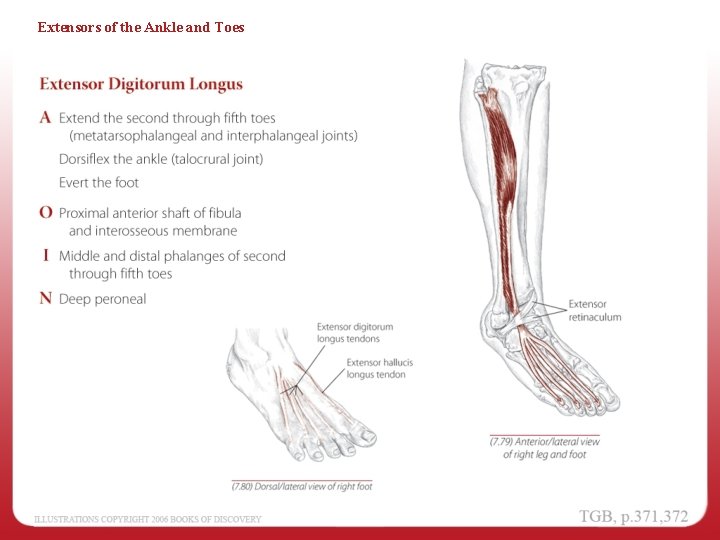 Extensors of the Ankle and Toes 