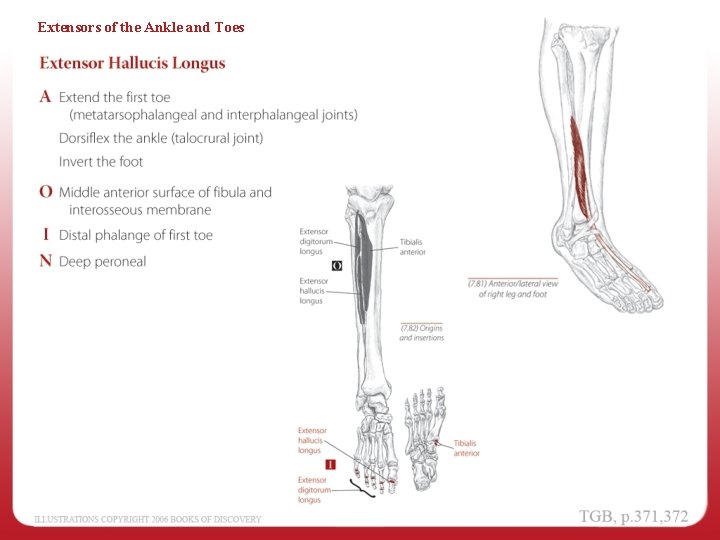 Extensors of the Ankle and Toes 