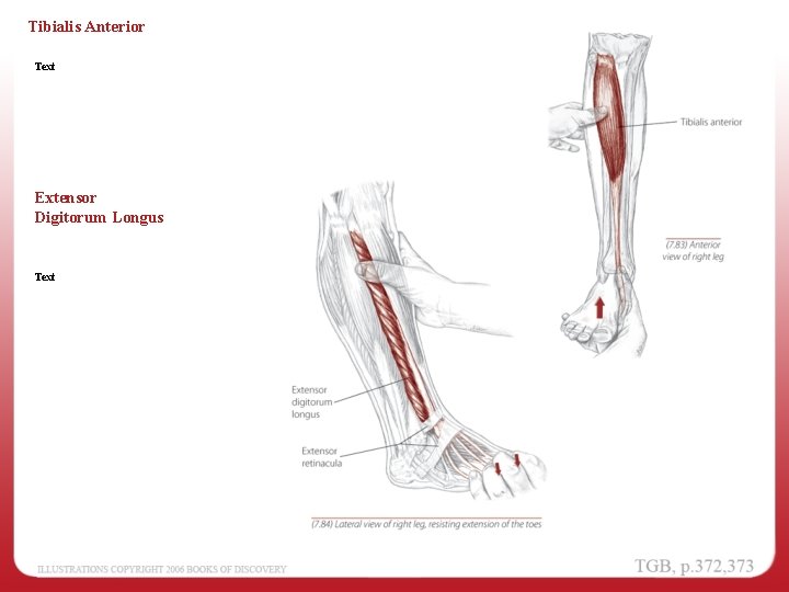 Tibialis Anterior Text Extensor Digitorum Longus Text 