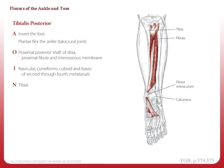 Flexors of the Ankle and Toes 