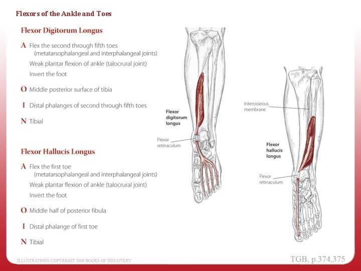 Flexors of the Ankle and Toes 