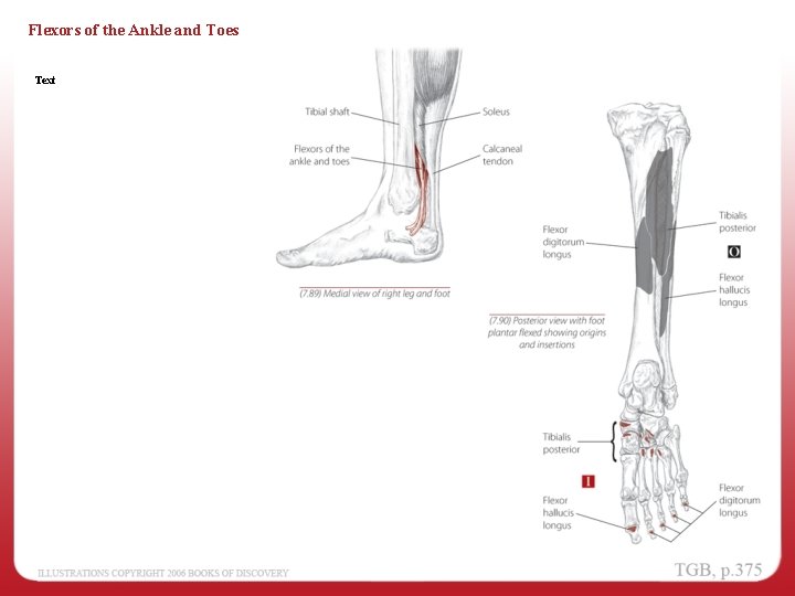 Flexors of the Ankle and Toes Text 