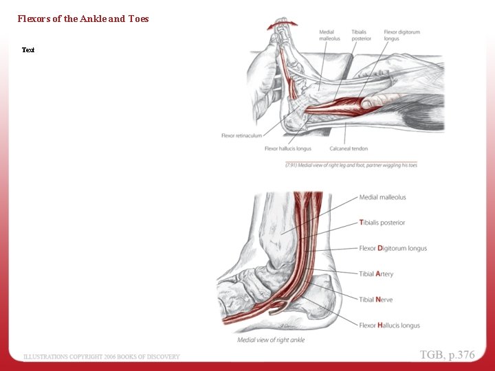 Flexors of the Ankle and Toes Text 