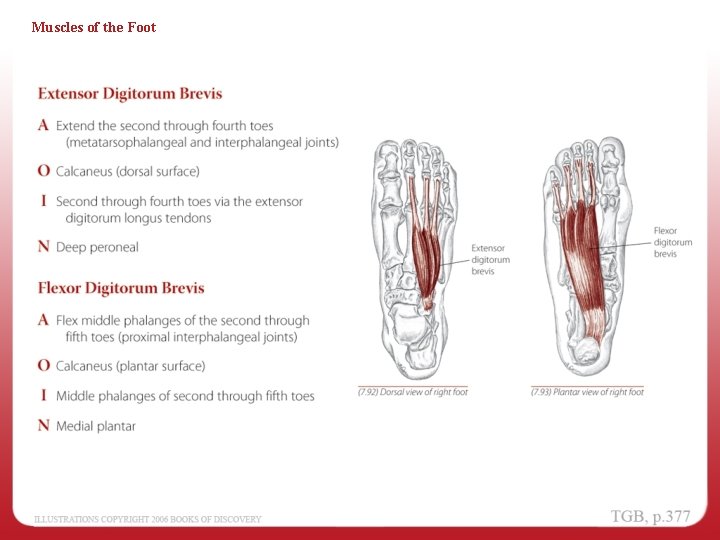 Muscles of the Foot 