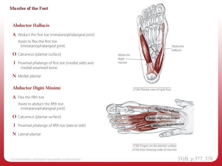 Muscles of the Foot 