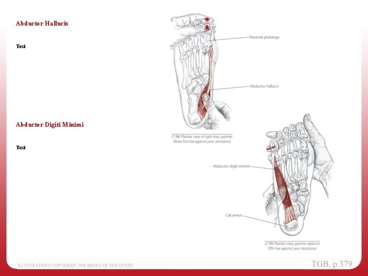 Abductor Hallucis Text Abductor Digiti Minimi Text 